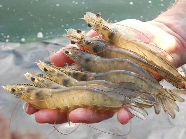 蝦病防治