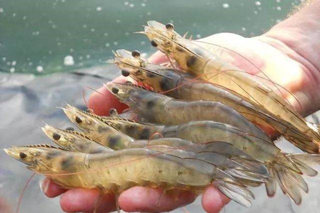 蝦病防治