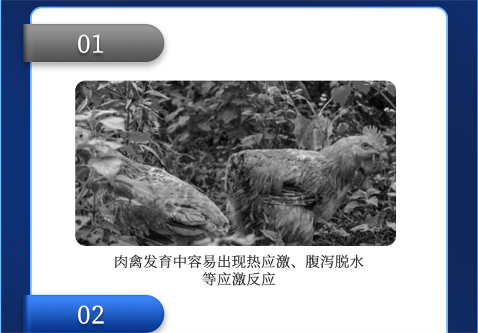 吉隆達動(dòng)保禽飼料添加劑禽肽重產(chǎn)品介紹