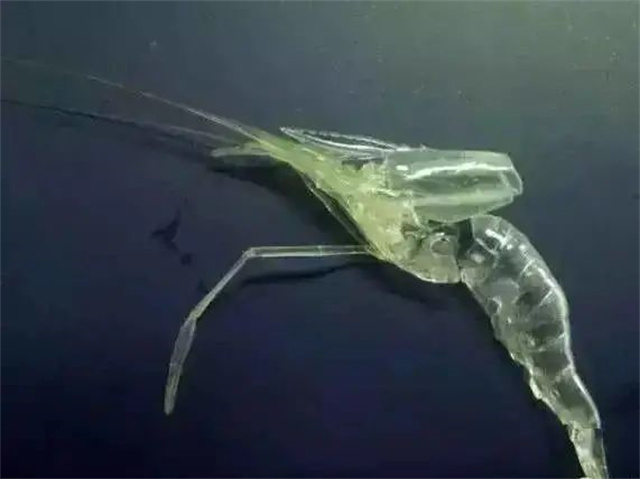 對蝦補鈣