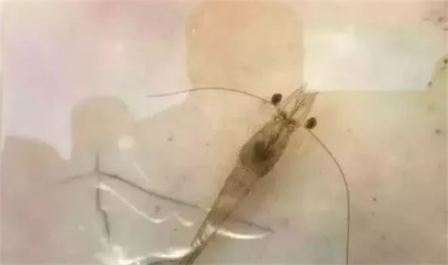 對蝦補鈣