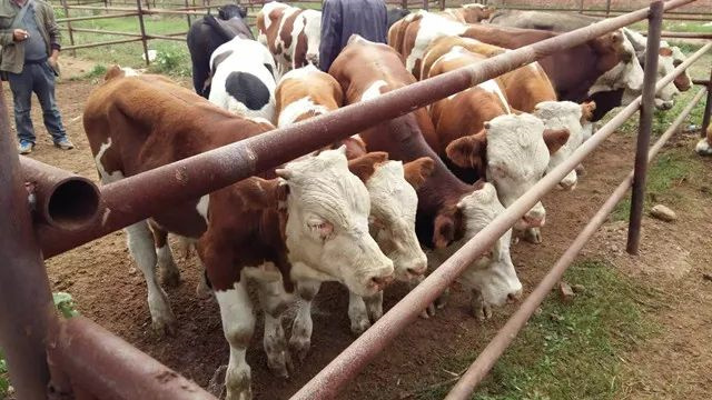 養牛人豬飼料喂牛好嗎