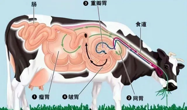 牛的胃部結構圖