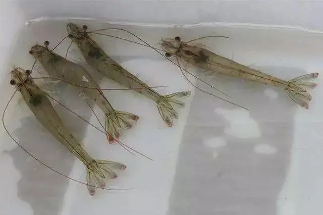 緩解對蝦應激