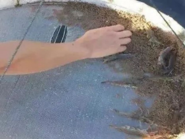 對蝦怎么喂