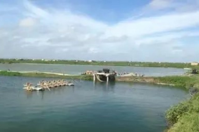 對蝦怎么喂