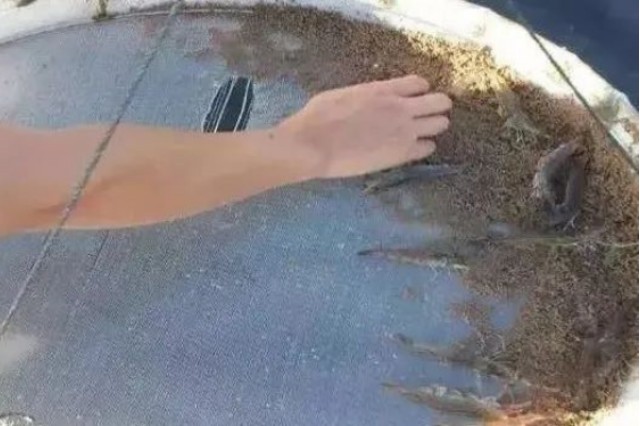 對蝦怎么喂