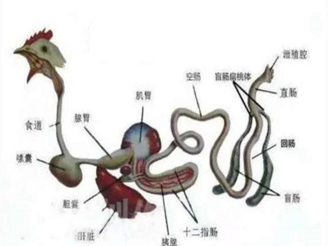 雞的內臟解剖圖