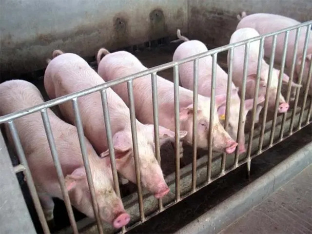 飼料添加劑有什么用？養豬人一定要知道的飼料添加劑的五大用途