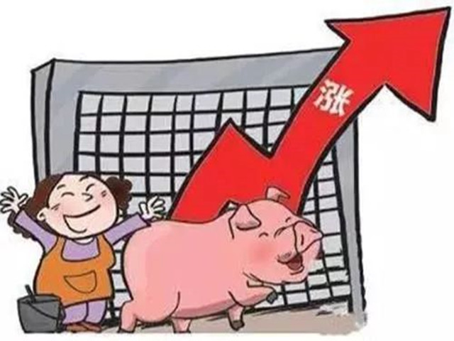 近期豬價(jià)為什么上漲？豬價(jià)上漲的原因或許是它！