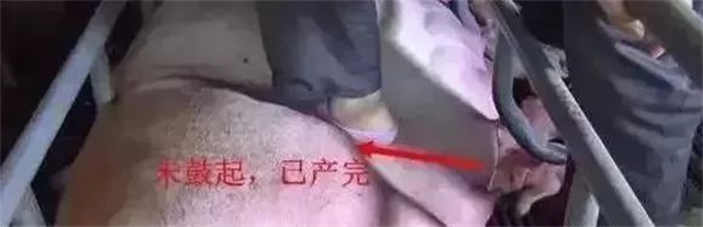 判斷母豬是否產(chǎn)完第3招：踩母豬子宮部位