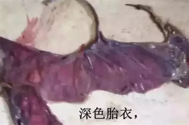 判斷母豬是否產(chǎn)完第4招：看胎衣顏色