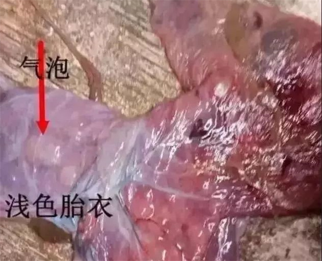 判斷母豬是否產(chǎn)完第4招：看胎衣顏色