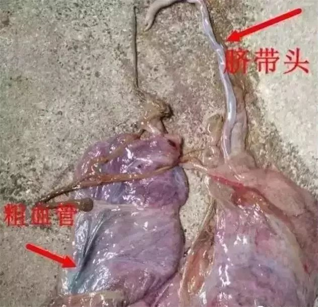 判斷母豬是否產(chǎn)完第1招：數臍帶頭