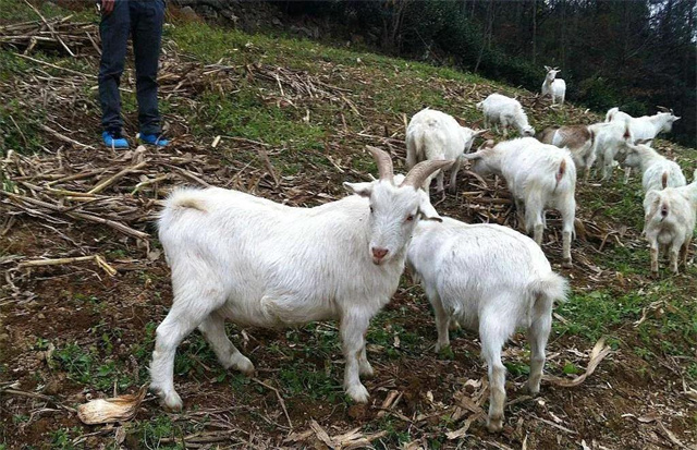 養殖補貼標準