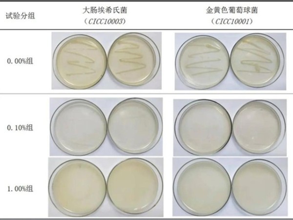 平板劃線(xiàn)法探究蓮花鋅（納米級活性多孔氧化鋅）體外抑菌效果