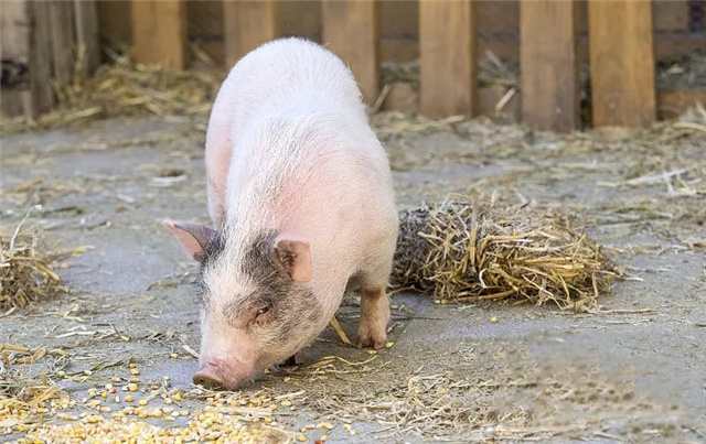 飼料添加劑