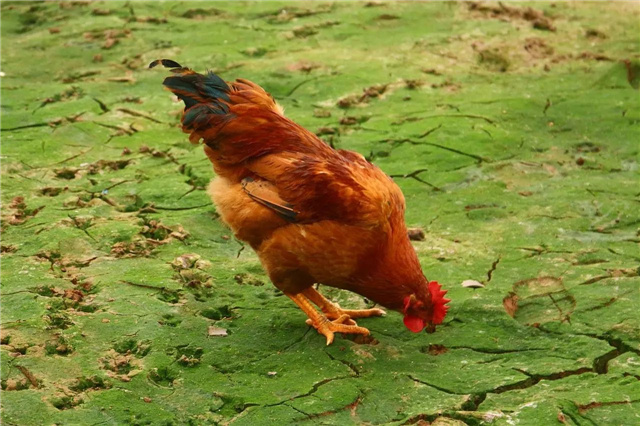 飼料添加劑