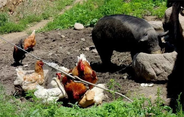 飼料添加劑