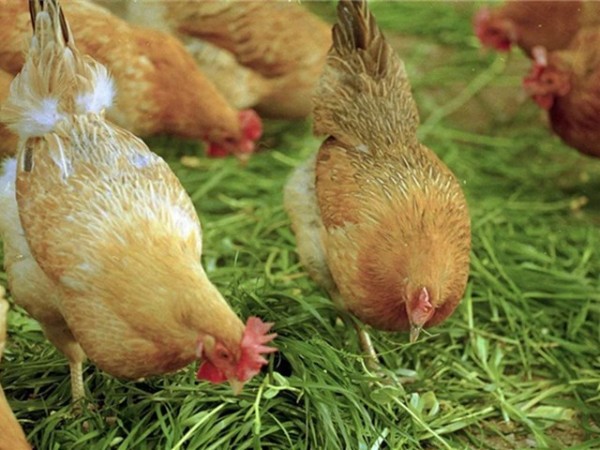 飼料添加劑