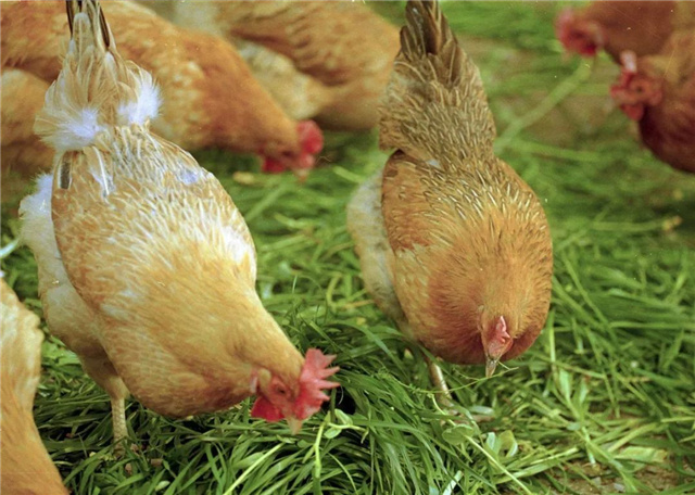 飼料添加劑