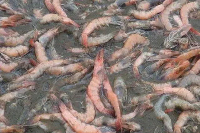 對蝦偷死怎么辦